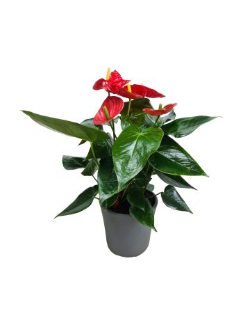 עציץ אנטוריום