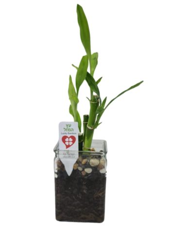 עץ המזל בכלי