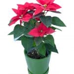 חלבלוב -Poinsettia