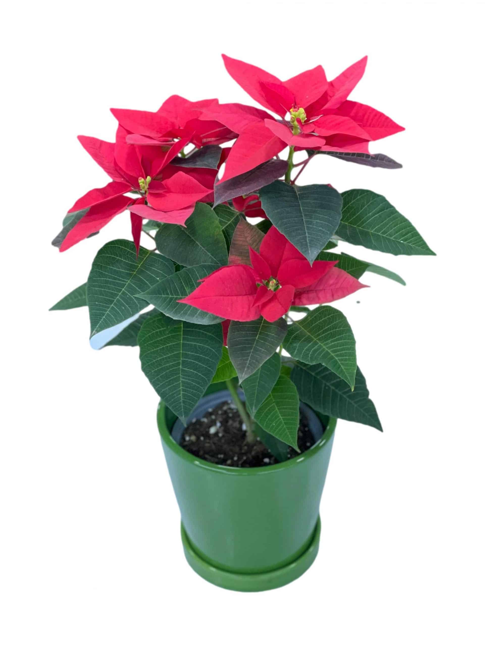 חלבלוב_clipped_rev_1