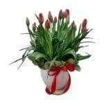 סידור טוליפ