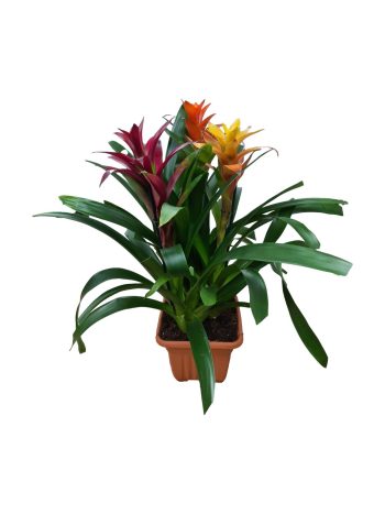 גוזמניה שלשות גדול