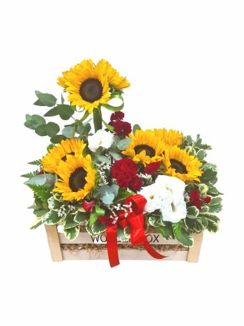 מארז שנת אור