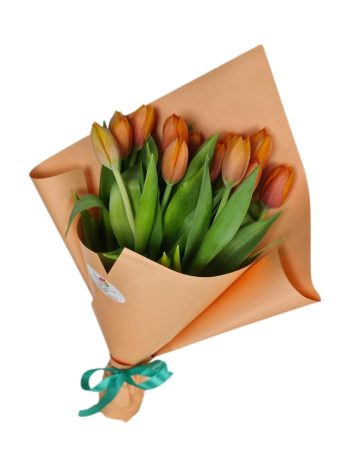 טוליפ למענך