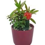 עציץ קוקטייל