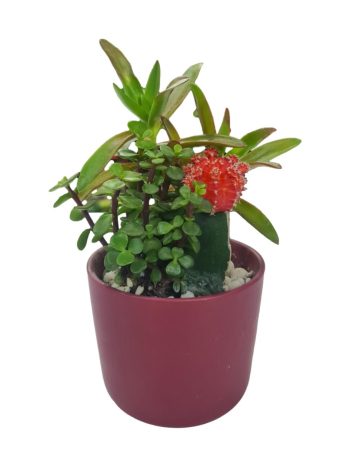 עציץ קוקטייל צמחים