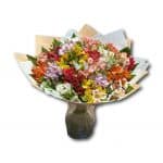 אסטרומריה_clipped_rev_1