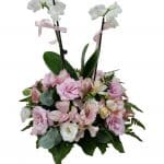 פרחים במיני סחלב