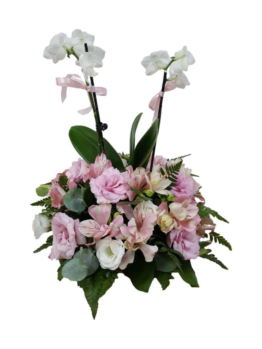 סחלב מיני עם שלל פרחים _clipped_rev_1