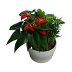 עציץ משולב _clipped_rev_1