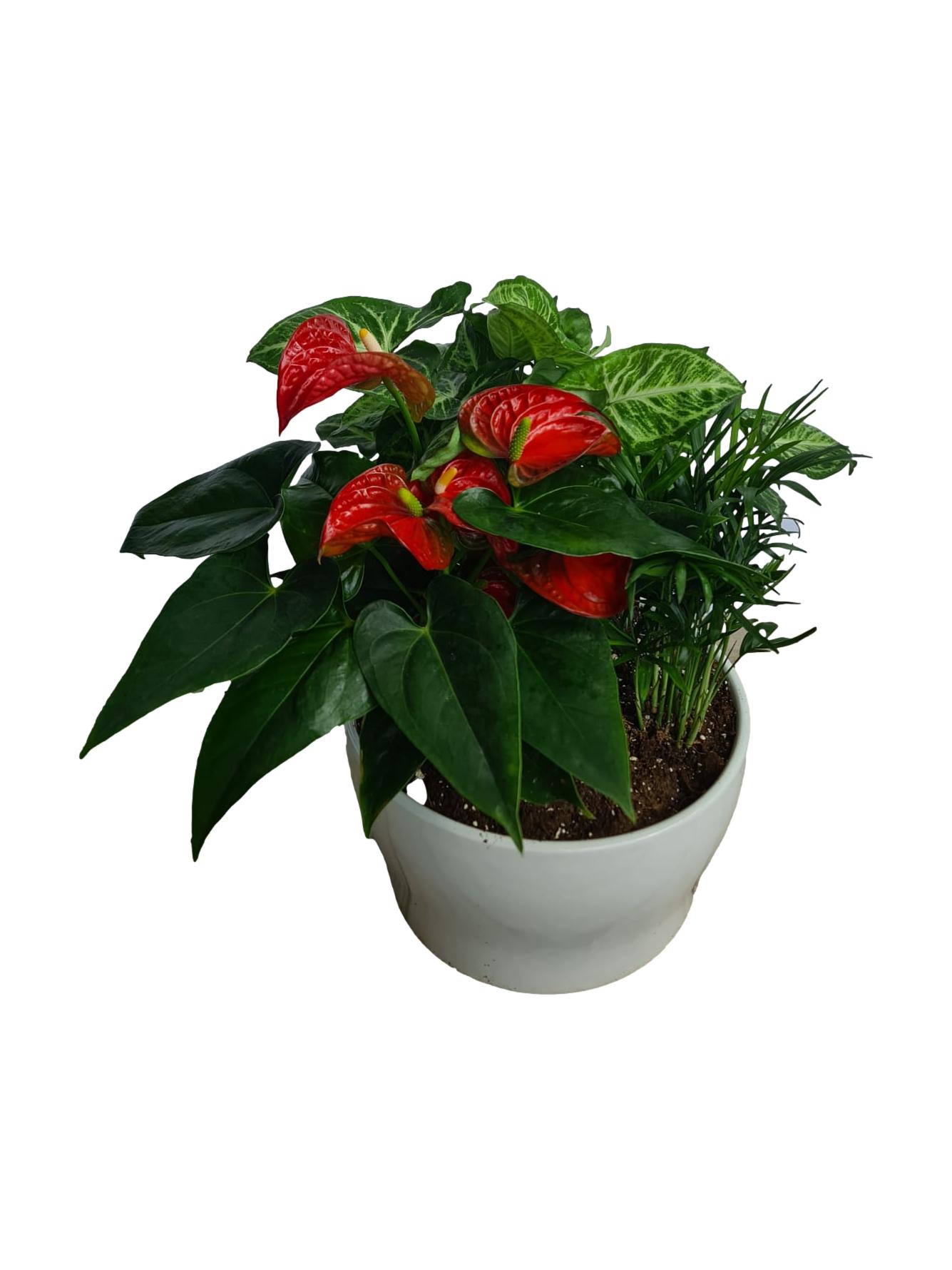 עציץ משולב _clipped_rev_1