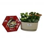 עציץ נצניות_clipped_rev_1 3333