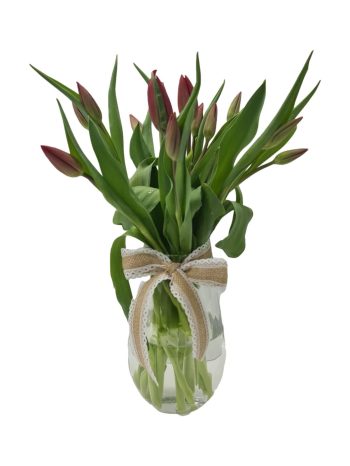 אגרטל קסם הטוליפים